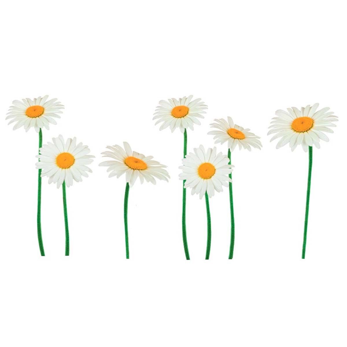Premium quality wall stickers Daisies W 165 x H 62 cm