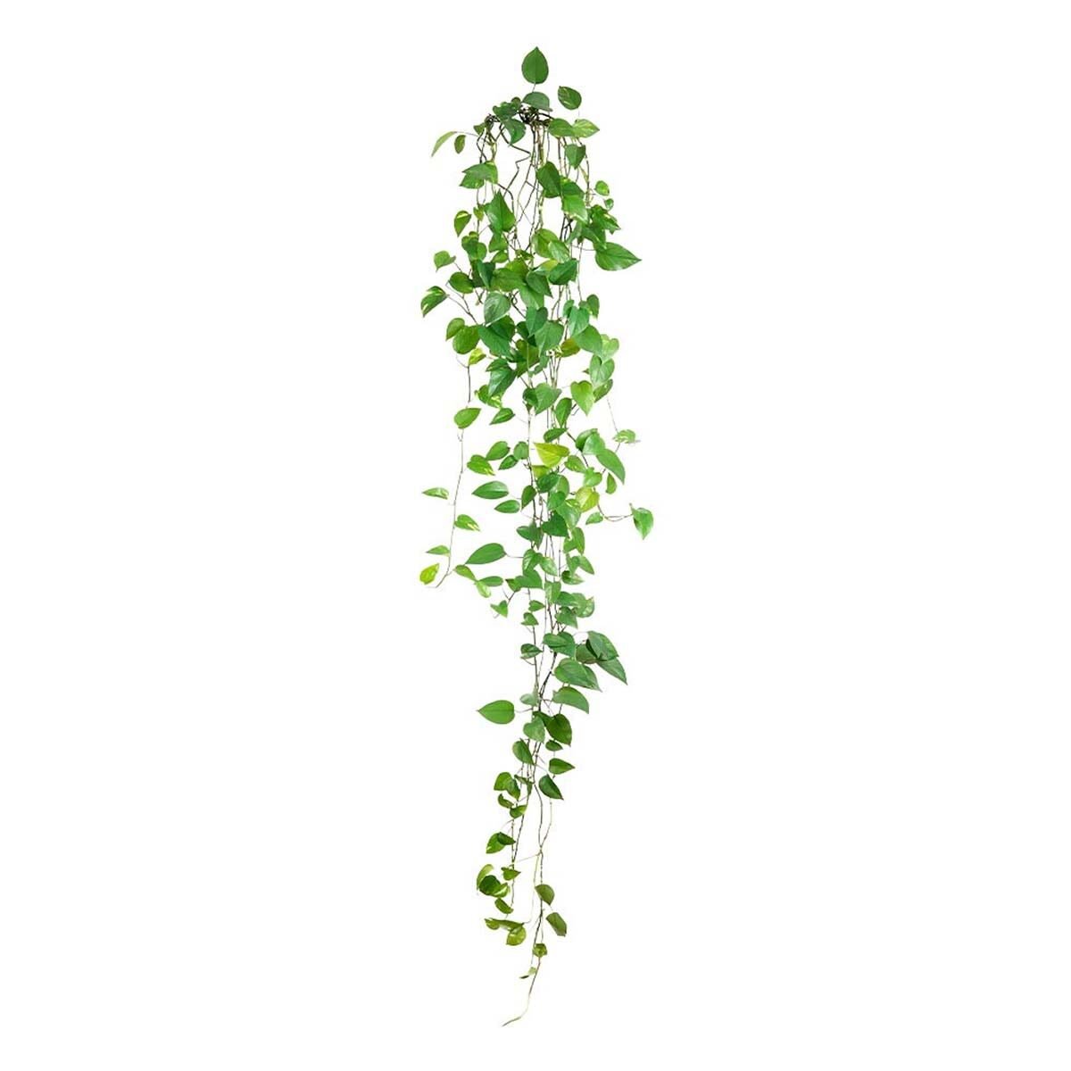 Wall stickers premium quality Ivy W 15 x H 62 cm